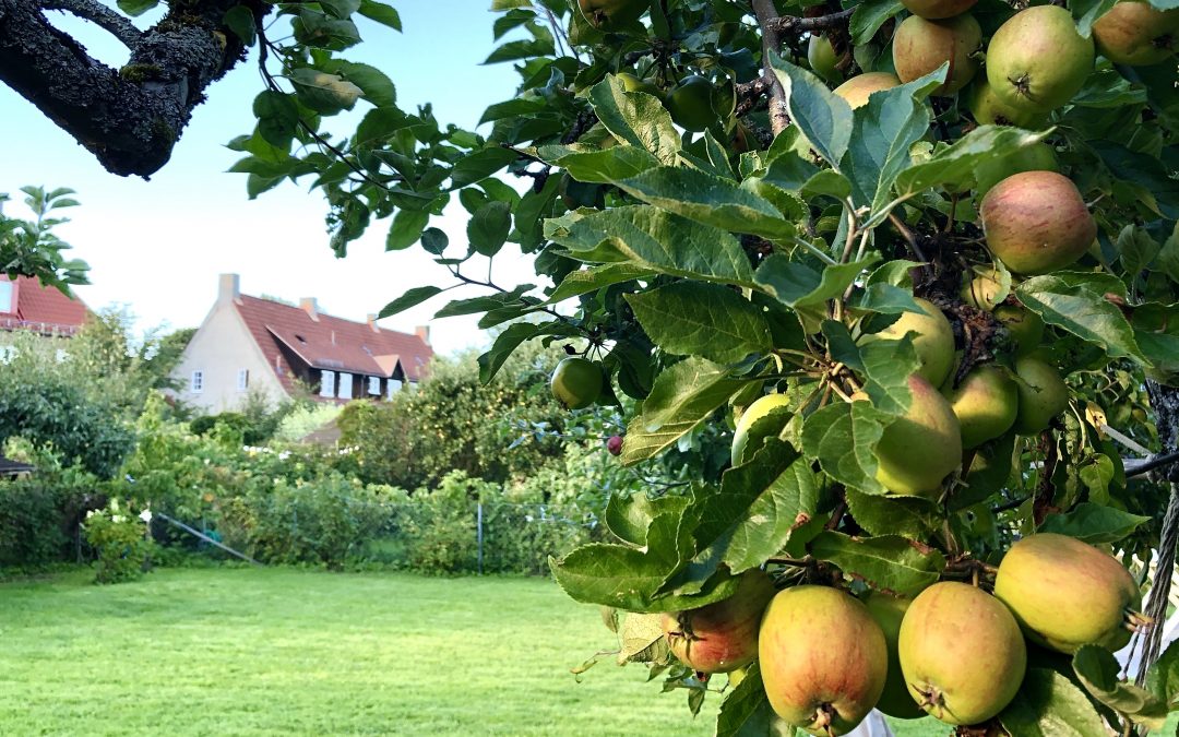 De vil plukke epler i hagen din